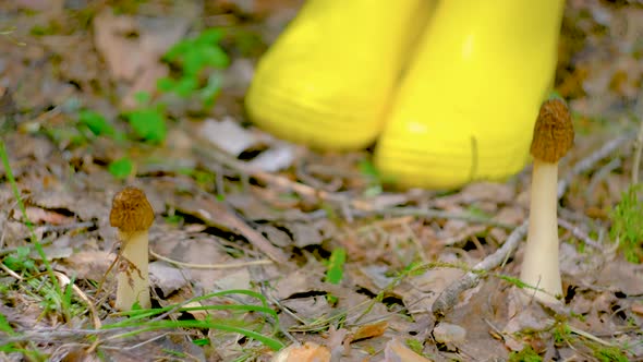 Verpa bohemica in the spring forest. A girl cuts a mushroom with a special camping knife