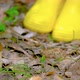 Verpa bohemica in the spring forest. A girl cuts a mushroom with a special camping knife - VideoHive Item for Sale