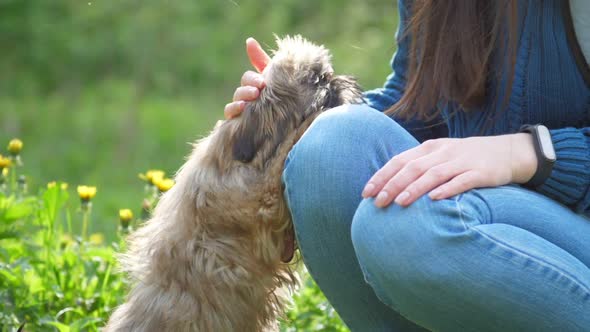 Chinese Imperial Dog Sits in Grass with Flowers Near Poodle