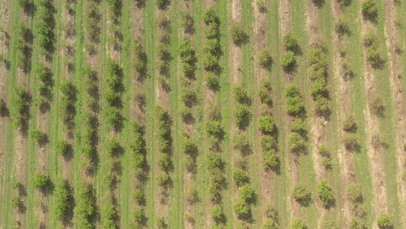 Rows of trees in cherry orchard 4K drone video