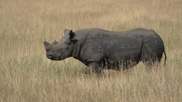 Side view of a rhinoceros