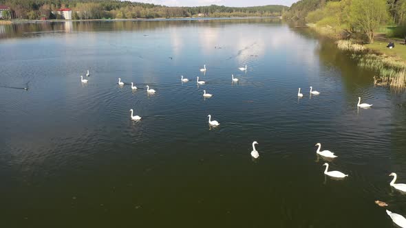 Flight Over Swan Lake