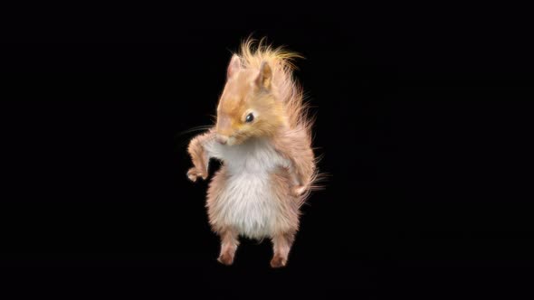 72 Squirrel Dancing 4K