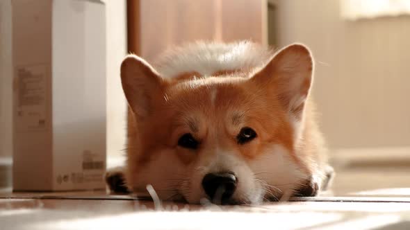 The Funny Corgi Dog Lies on the Floor Blinks His Eyes Claps His Ears