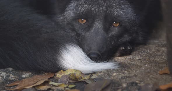 Silver Fox Closeup