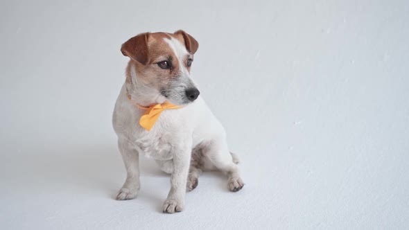 Studio Shot of an Adorable Calm Jack Russell Terrier with a Yellow Tie Tied Around His Neck in Front