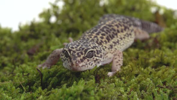 Leopard Gecko Standard Form, Eublepharis Macularius on Green Moss in White Background. Close Up
