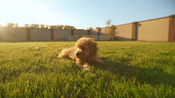 Toy Poodle Puppy Lies on the Grass at Backyard