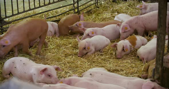 Pigs on Livestock Farm, Pigs Farm, Livestock Farm. Modern Agricultural Pigs Farm
