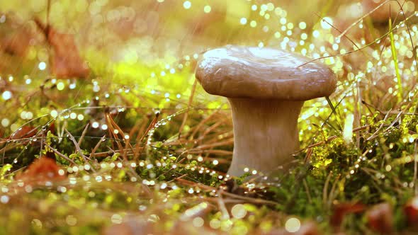 Mushroom Boletus In a Sunny Forest in the Rain