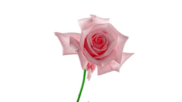 Beautiful Opening Pink Rose on White Background