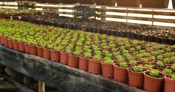 Potted Plants On Table In Greenhouse