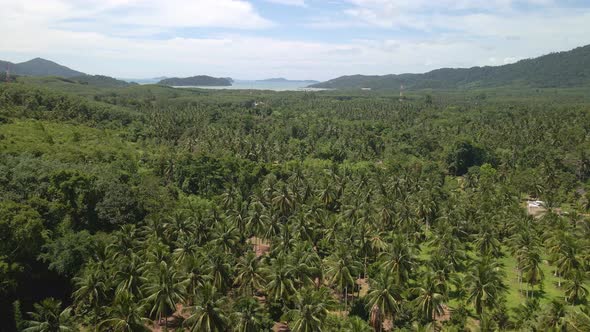 Aerial 4K drone of tropical agricultural valley on island with palm tree plantation and ocean