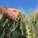 Man Hand Touching Wheat Spike - VideoHive Item for Sale