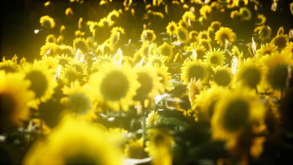 Sunflowers Blooming in Late Summer alt