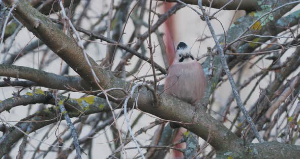 Eurasian Jay or Garrulus Glandarius Sits on Tree Branch. Colorful Bird Stares with Curiosity