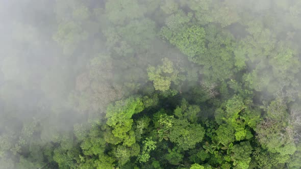 Aerial top view of tropical forest that gets covered enterily in fog