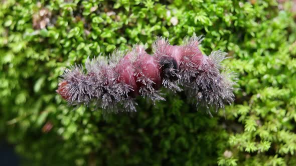 Moving Caterpillar With Hair