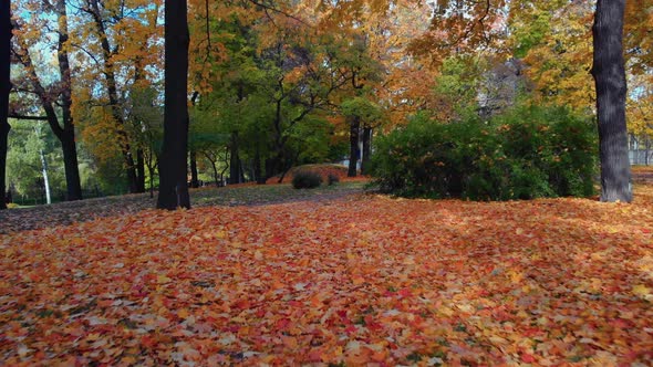 The Beauty of an Autumn Park in St