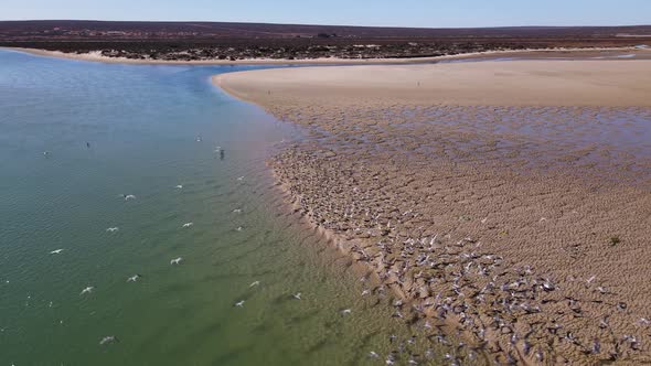 Slow drone pan over Olifants River Estuary, Caspian terns in flight