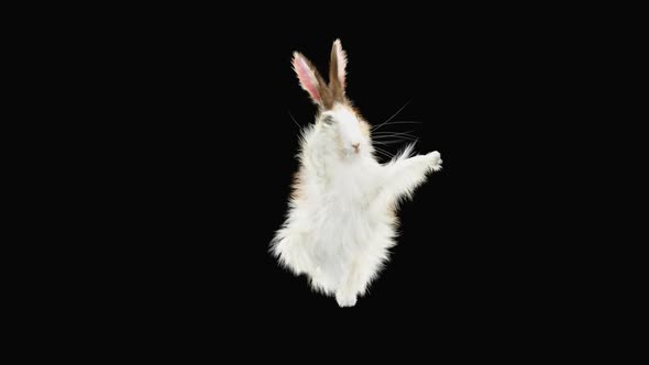 Rabbit Dancing HD