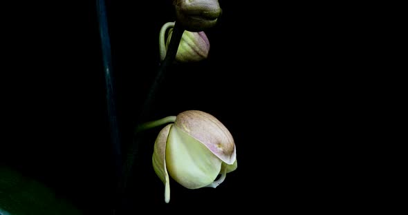 Timelapse of Opening Orchid  on Black Background