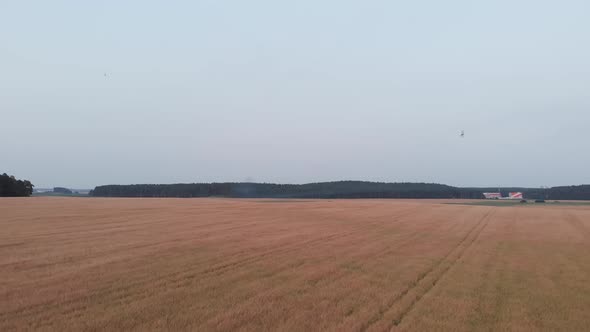 Aerial View of Large Field of Buckwheat with Traces of Tractor Near Building