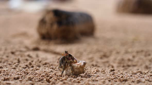 Hermit Crab on the Beach