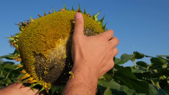 A Sunflower Field That Dries Out of Thirst As a Result of Global Climate Change