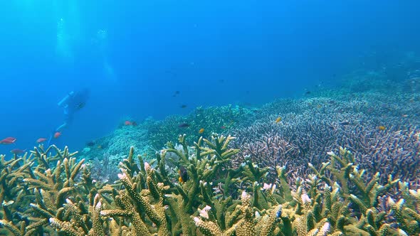 colorful acropora corals streching over a big reef with some scuba divers in the distance