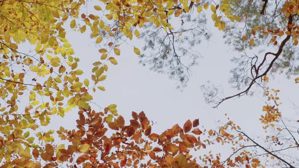 View towards Sky, a small panning through an Autumnal Forest with Colorful Branches