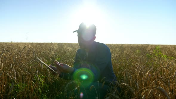 Farmer Inspects Wheat Field and Examines an Ear of Wheat Uses Tablet at Sunrise