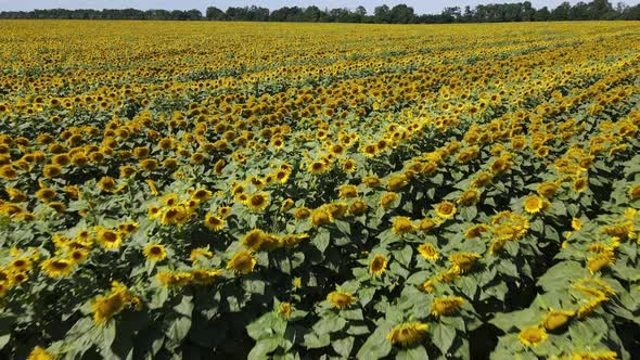 Large Field with Sunflowers on a Sunny Summer Day