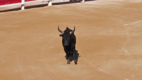 Bull during a Camarguaise race