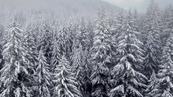 Flying over snow covered forest in Oregon