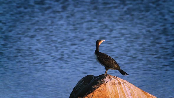White breasted Cormorant in Kruger National park, South Africa
