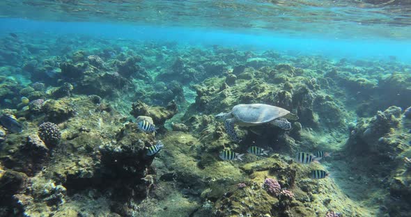 cute green sea turtle (Chelonia mydas)