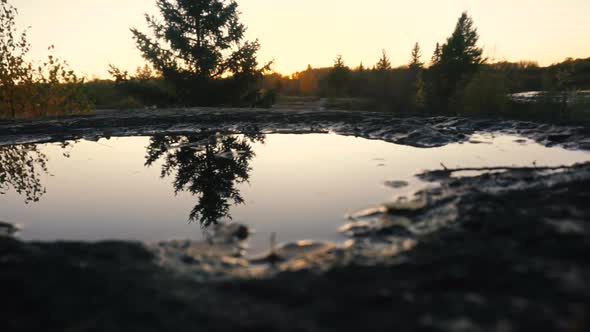 A trees reflection is seen in a small puddle during the sunset.