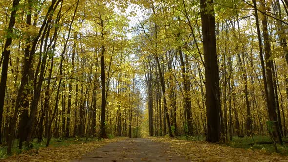 Yellow forest