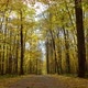 Yellow forest - VideoHive Item for Sale