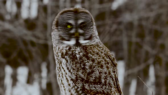 Great Grey Owl perched with forest background