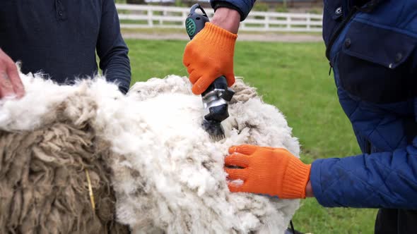 Male shearer shearing sheep with electric clippers