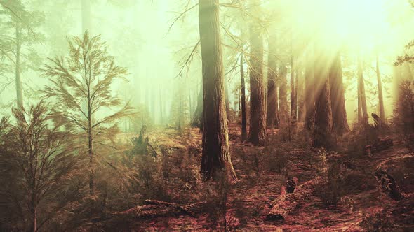 Sun Rays Deep in the Forest in Spring