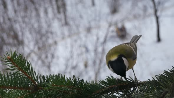 Titmouse On A Fir Tree Branch In The Park