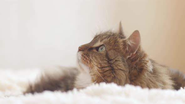 Beautiful red cat lying on bed on plaid indoors in bedroom, fluffy Siberian cat