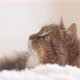 Beautiful red cat lying on bed on plaid indoors in bedroom, fluffy Siberian cat - VideoHive Item for Sale