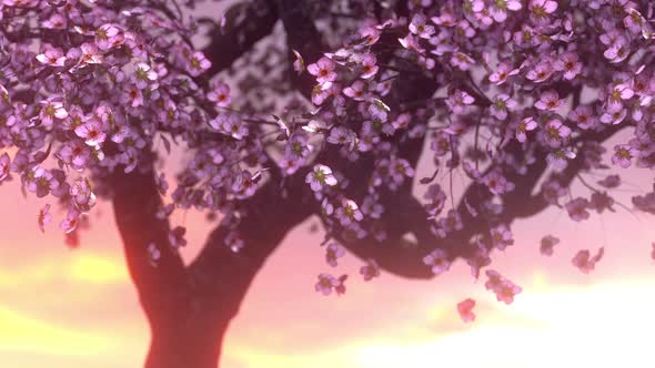 Cherry Bloossom Sunset alt