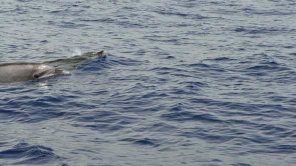 Slow motion shot of dolphins in atlantic ocean near Tenerife