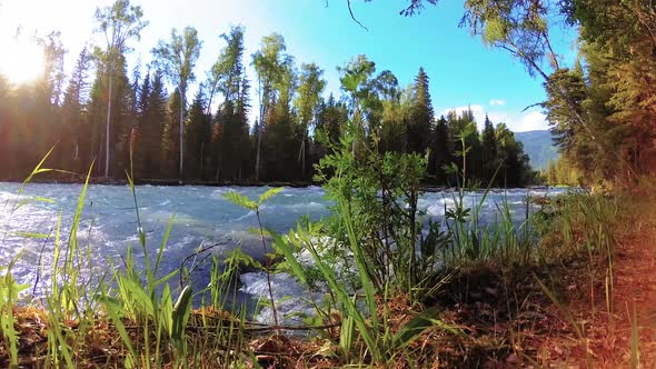 Meadow at Mountain River Bank. Landscape with Green Grass, Pine Trees and Sun Rays. Movement on