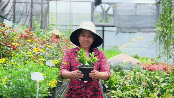 Gardener woman holding small plant pot and looking at camera in greenhouse.